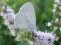 Celastrina argiolus